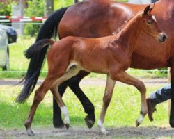 dressage horse Fabuleuse Surprise (Hanoverian, 2013, from Fuechtels Floriscount OLD)