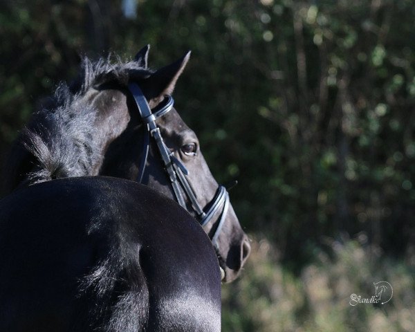 Springpferd Chivas Macaroon Amigo del Amor (Westfale, 2011, von Arpeggio)