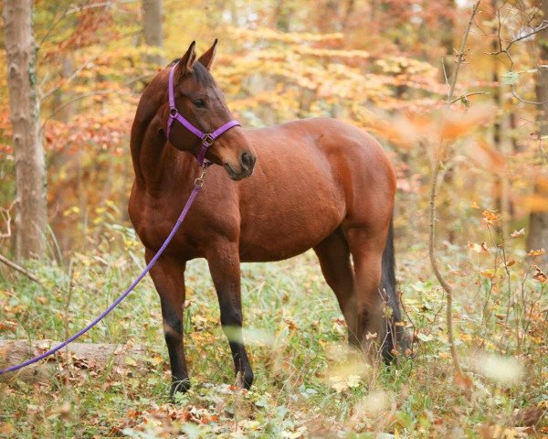 Pferd Virginia (Polnisches edles Halbblut, 2005, von Cyklon)