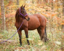 horse Virginia (polish noble half-breed, 2005, from Cyklon)