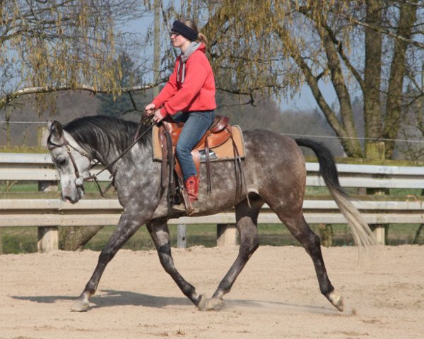 horse Oktaw (Arabian thoroughbred, 2010, from Ararat ox)