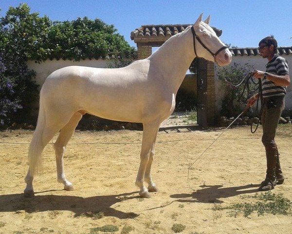 horse CHARLY CHAPLIN (Lusitano, 2012)