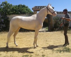 horse Charly Chaplin (Lusitano, 2012)