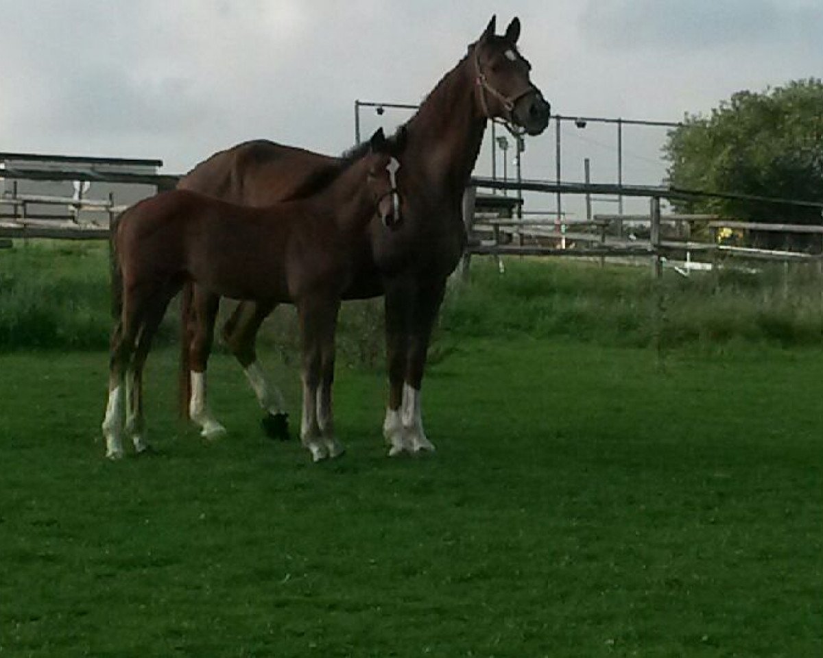 broodmare Aleska (Oldenburg, 2000, from Cordial Medoc)