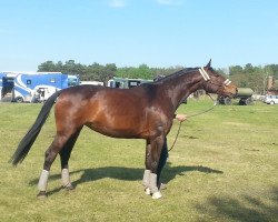 dressage horse Sambalina 3 (German Warmblood, 2007, from Samba Ole)