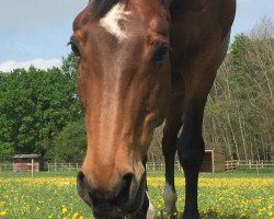 horse Arielle (Mecklenburg, 2000, from Anrit)