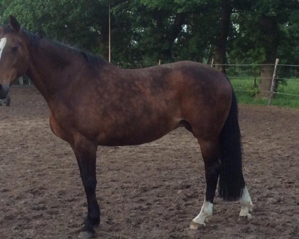 broodmare Oletta (KWPN (Royal Dutch Sporthorse), 1996, from Silvio II)