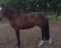 broodmare Oletta (KWPN (Royal Dutch Sporthorse), 1996, from Silvio II)