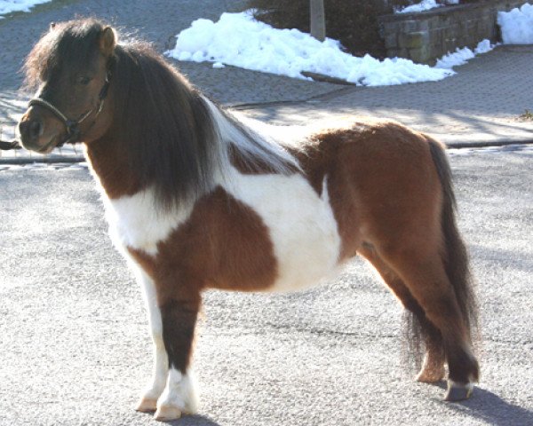 stallion Bajou vom Ankerdorf (Shetland pony (under 87 cm),  , from Garino vom Ankerdorf)