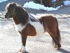 stallion Bajou vom Ankerdorf (Shetland pony (under 87 cm),  , from Garino vom Ankerdorf)