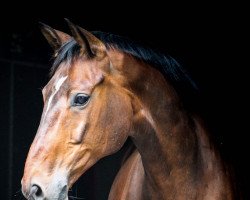 Springpferd Klose (Trakehner, 2006, von Shavalou)