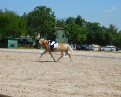 dressage horse Apollo (Haflinger, 2006, from Almstern)