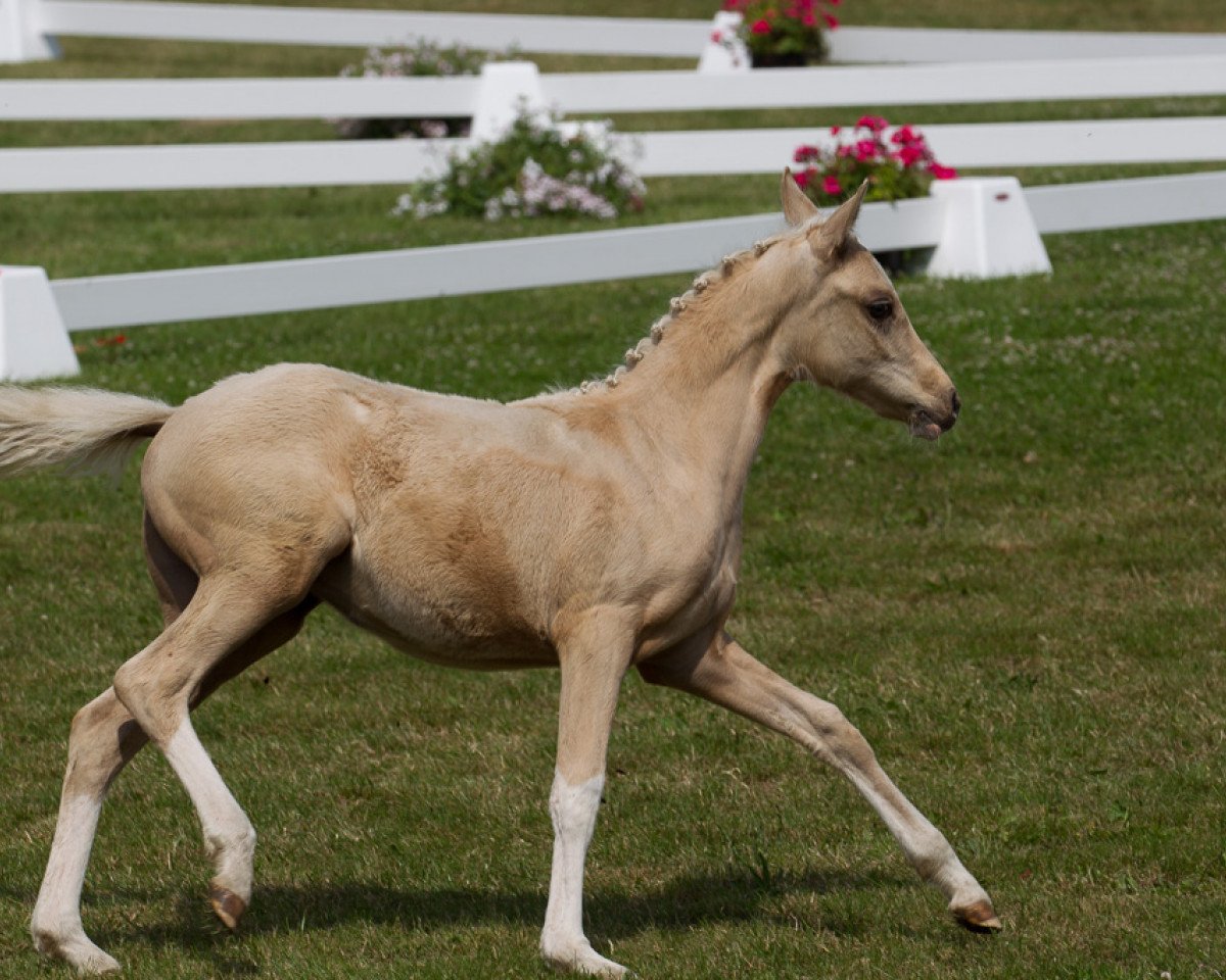 horse Dusendschöön B (German Riding Pony, 2015, from Dreidimensional AT NRW)
