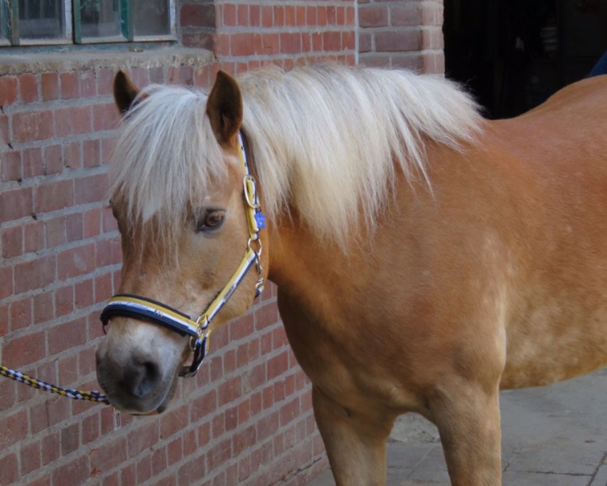 broodmare Luisa (Haflinger, 1996, from Starlight)
