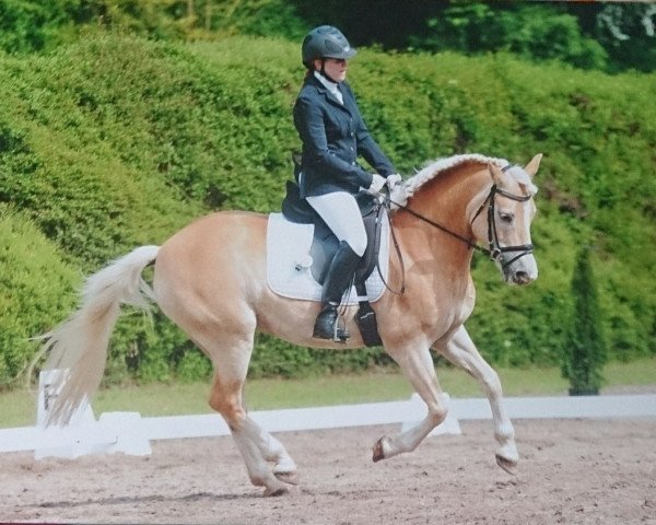 Zuchtstute Sammy (Haflinger, 2007, von Abel)