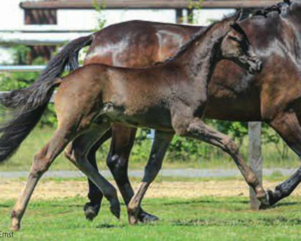 dressage horse Costa Brava 9 (Hanoverian, 2015, from Christ)