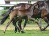 dressage horse Costa Brava 9 (Hanoverian, 2015, from Christ)