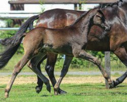 dressage horse Costa Brava 9 (Hannoveraner, 2015, from Christ)