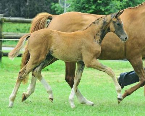 dressage horse Future Song (Oldenburg, 2012, from Fuechtels Floriscount OLD)