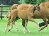 dressage horse Future Song (Oldenburg, 2012, from Fuechtels Floriscount OLD)