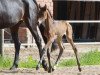 broodmare Rieemaars Enheduanna (Oldenburg, 2015, from Escolar)