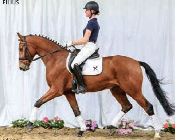 dressage horse Filius (Hanoverian, 2011, from Fuechtels Floriscount OLD)