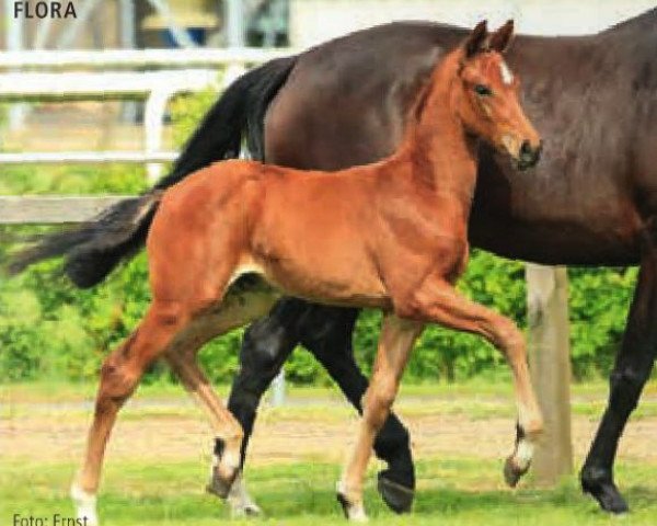 broodmare Flora (Hanoverian, 2015, from Fuechtels Floriscount OLD)