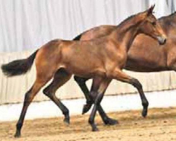 broodmare Sweety (Hanoverian, 2009, from Scolari)