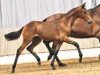 broodmare Sweety (Hanoverian, 2009, from Scolari)