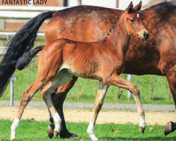 dressage horse Fantastic Lady (Hanoverian, 2015, from Fuechtels Floriscount OLD)