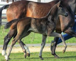 dressage horse Freundeskreis (Hanoverian, 2015, from Finest)