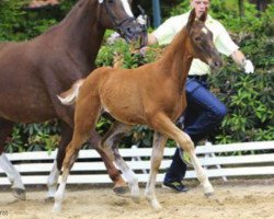 jumper Senzo Lombardo (Hanoverian, 2012, from Stakkato)