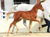 dressage horse Fürst Romeo (Hanoverian, 2012, from Fürst Romancier)