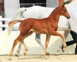 dressage horse Fürst Romeo (Hanoverian, 2012, from Fürst Romancier)