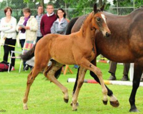 dressage horse Susi (Hanoverian, 2012, from Soliman)