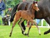 jumper Carlchen (Hanoverian, 2012, from Count Grannus)