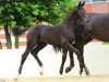 dressage horse Don Pinks Noir (Hanoverian, 2012, from Don Index)