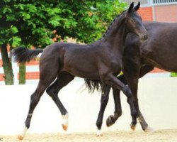 dressage horse Don Pinks Noir (Hanoverian, 2012, from Don Index)