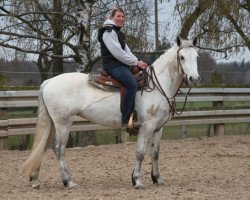 Pferd Boher Silver (Connemara-Pony, 2012)