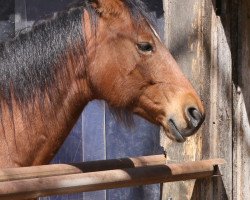 Zuchtstute Mccues Sweet Fairy (Paint Horse, 2003, von Hot Scotch McCue)