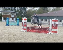 dressage horse Nikita (German Warmblood, 2007)