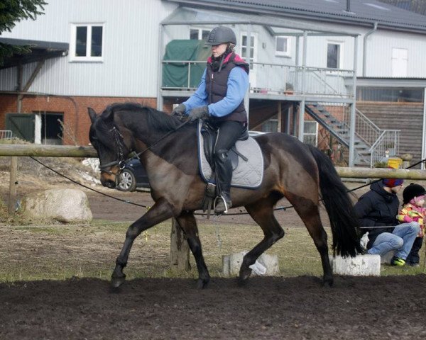 jumper Cubina (German Riding Pony, 2011, from Chupamint)