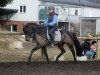 Springpferd Cubina (Deutsches Reitpony, 2011, von Chupamint)