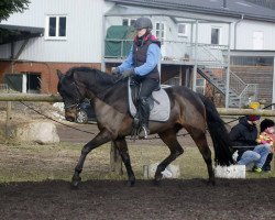 Springpferd Cubina (Deutsches Reitpony, 2011, von Chupamint)