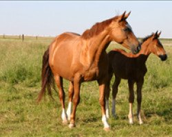 broodmare Elma du Reverdy (Selle Français, 1992, from Quito de Baussy)