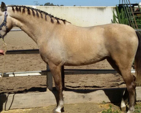 Pferd La LEYENDA (Andalusier bzw/Pferde reiner spanischer Rasse, 2008)