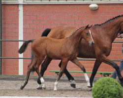 broodmare La Lotta 8 (Westphalian, 2013, from Los Angeles)