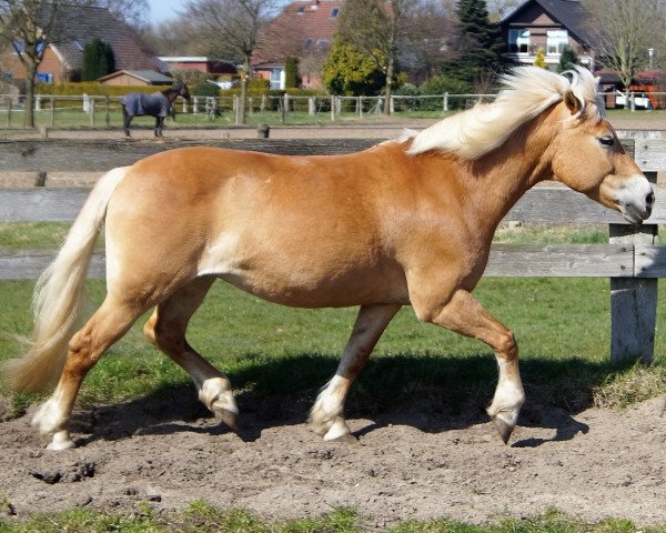 horse Montana (Haflinger, 1997, from Moreno)