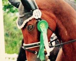 dressage horse Vivaldo 4 (KWPN (Niederländisches Warmblut), 2002, from Namelus R)