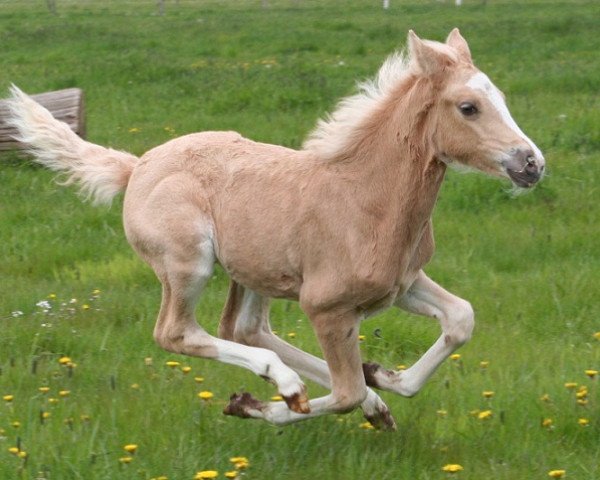 horse Petite Jolie (German Riding Pony, 2016, from Herbstgold Primus)